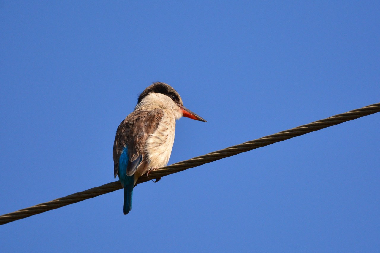 Halcyon chelicuti chelicuti Halcyon chelicuti chelicuti
